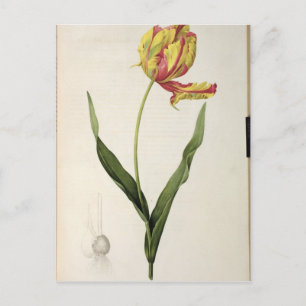 Tulipa gesneriana dracontia, von 'Les Postkarte