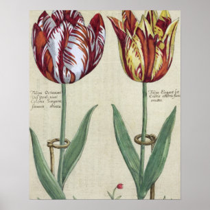 Tulipa Octaviani Del Pont und Tulipa elegant, für Poster