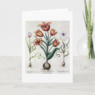 Tulipa Perfica nicht aperta, Tulipa Polyanthos Karte