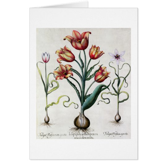 Tulipa Perfica nicht aperta, Tulipa Polyanthos Karte