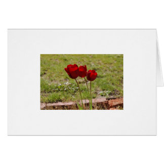 tulipe