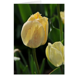 Tulipe à franges jaunes