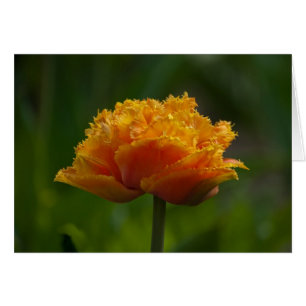Tulipe au printemps