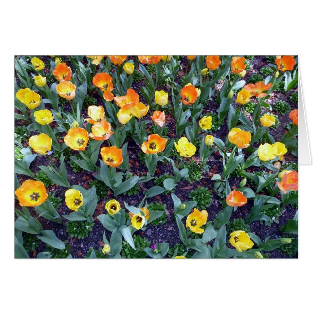 tulipe aux fleurs oranges (Devant horizontal)