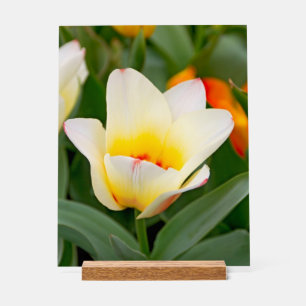 Tulipe blanche