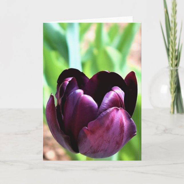 Tulipe, carte (Devant)