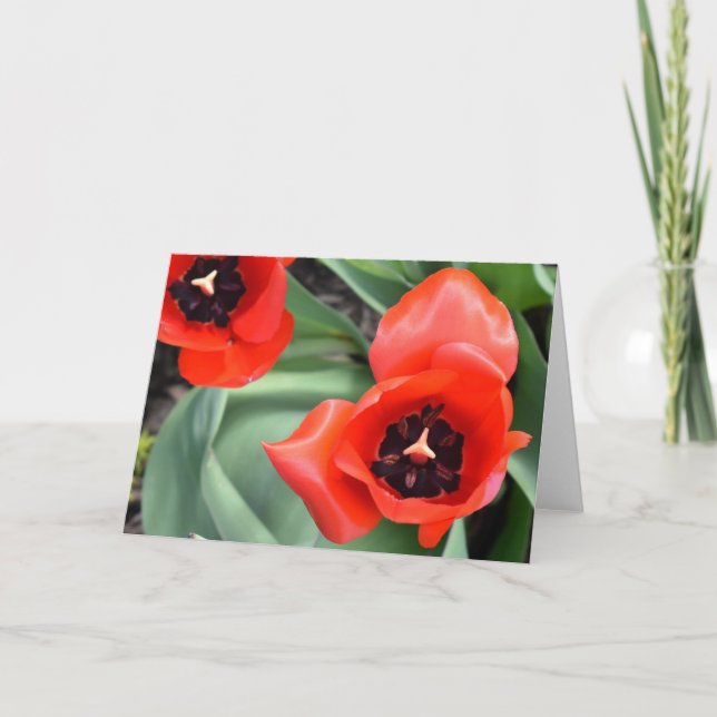 Tulipe, carte (Devant)