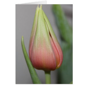 Tulipe de Budding #3