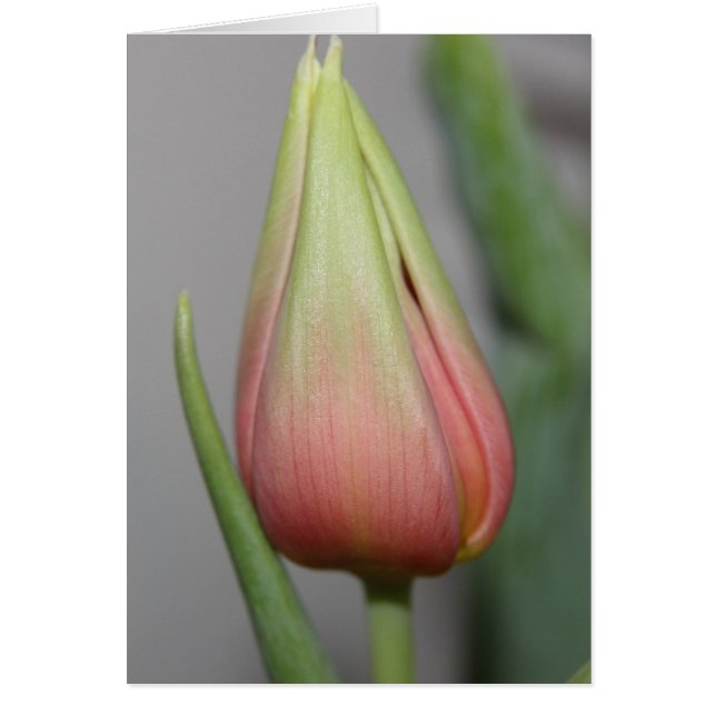Tulipe de Budding #3 (Devant)