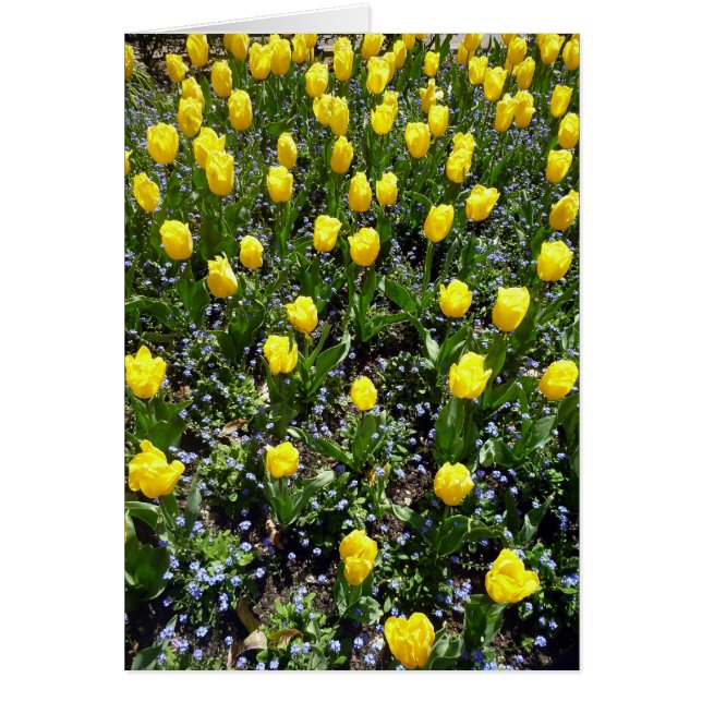 tulipe de fleurs jaunes (Devant)