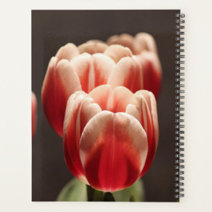 Tulipe élégante et fleurs florales Roses Photograp