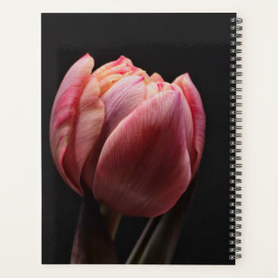 Tulipe élégante et fleurs florales Roses Photograp