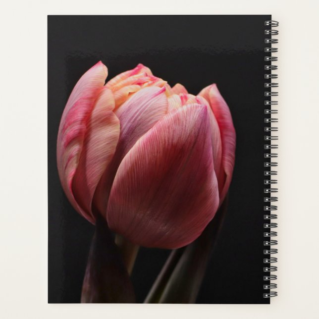 Tulipe élégante et fleurs florales Roses Photograp (Dos)