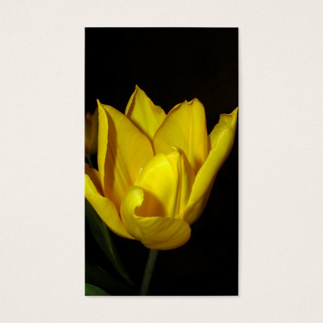 Tulipe jaune (Devant)