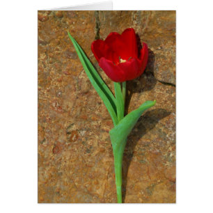 Tulipe jaune et rouge