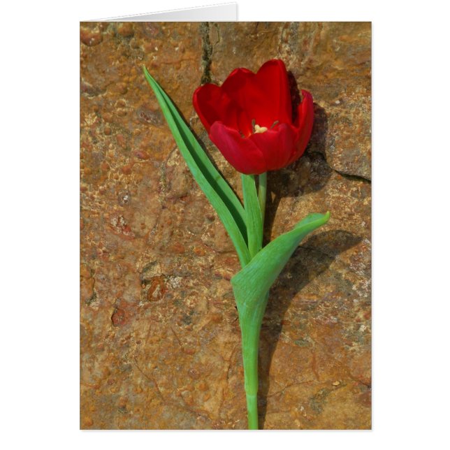 Tulipe jaune et rouge (Devant)