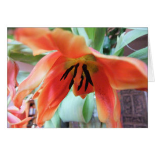 Tulipe orange