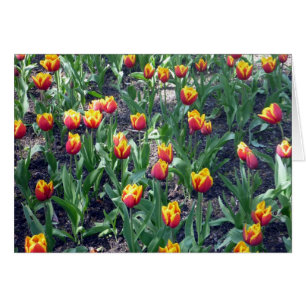 tulipe orange
