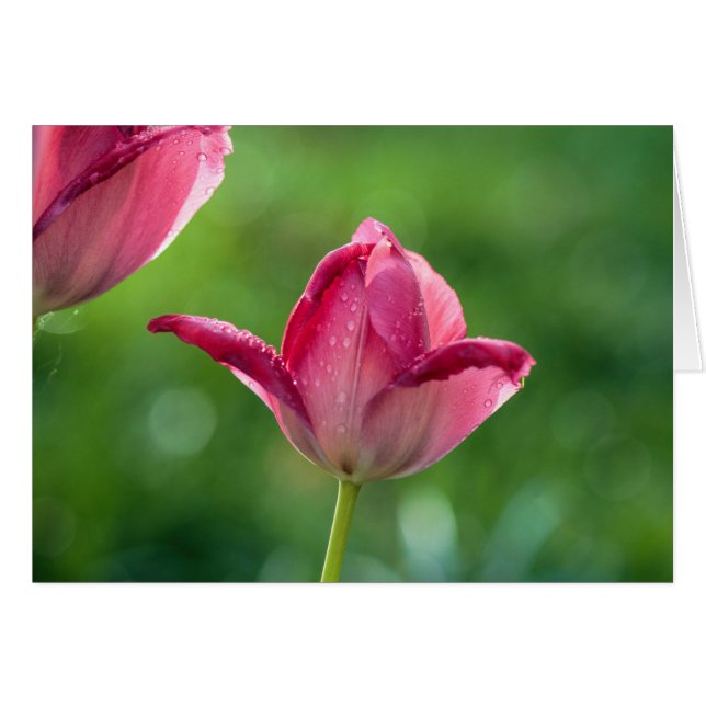 tulipe rose avec gouttes de rosée (Devant horizontal)