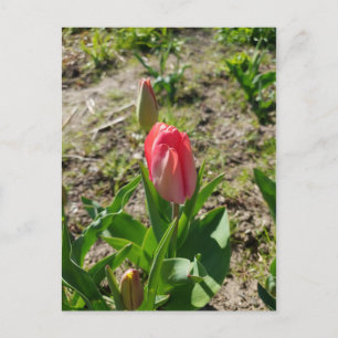 Tulipe rose dans la carte postale du parc