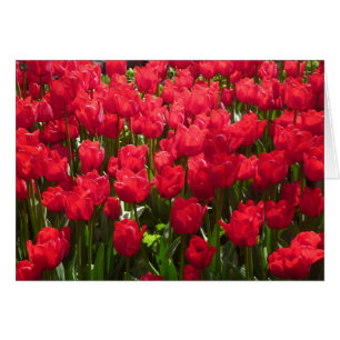 tulipe rouge
