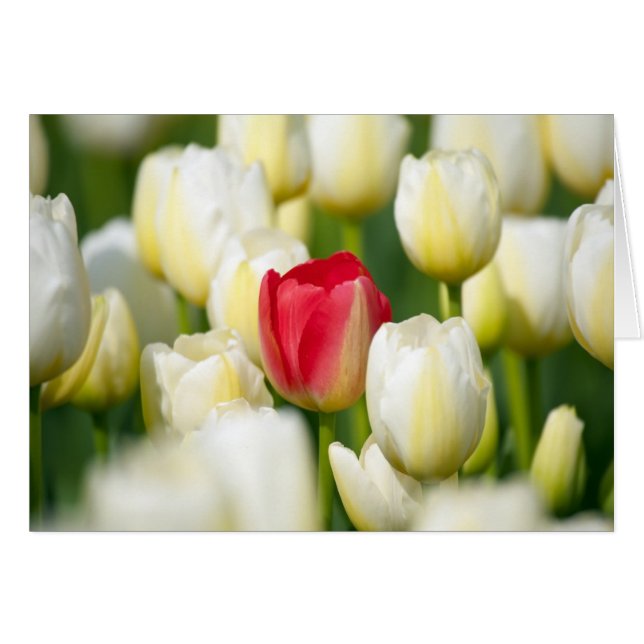 Tulipe rouge dans un champ de tulipes blanches (Devant horizontal)