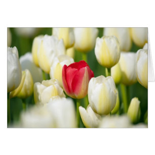 Tulipe rouge dans un domaine des tulipes blanches