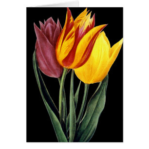Tulipe (Tulipa Gesneriana)