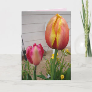 Tulipe Tulipe Fleur rose rouge Carte d'anniversair
