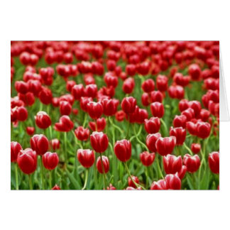 Tulipenfeld