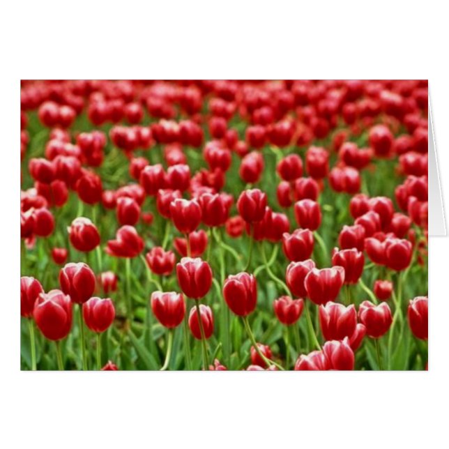 Tulipenfeld (Vorderseite (Horizontal))