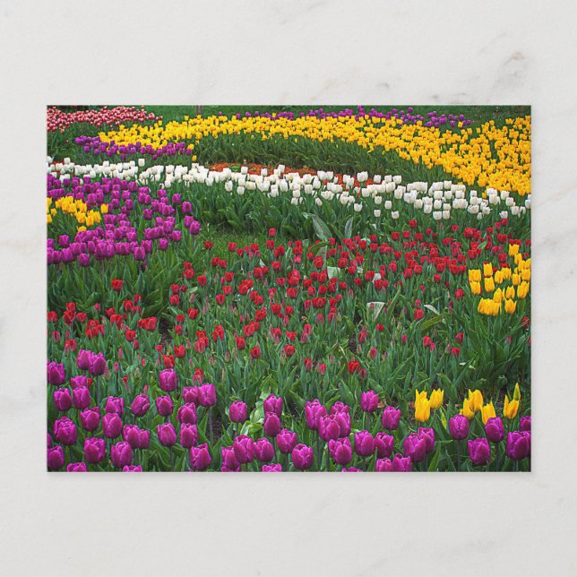 Tulipenfeld Postkarte (Vorderseite)