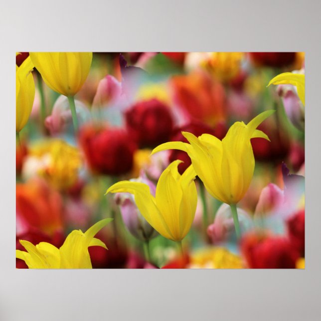 Tulipenmeer Poster (Vorne)