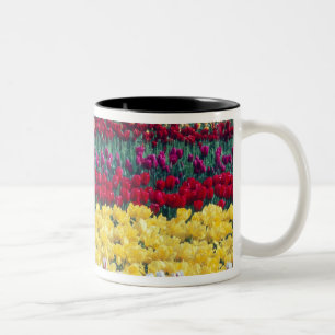 Tulipenschau-Garten in Skagit County, Zweifarbige Tasse