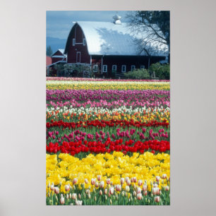 Tulipenschau Garten, Skagit County, Poster