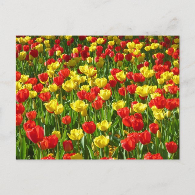 Tulipensee III Postkarte (Vorderseite)