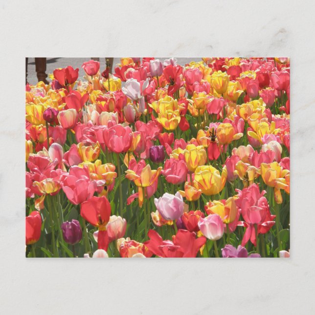 Tulipental Postkarte (Vorderseite)