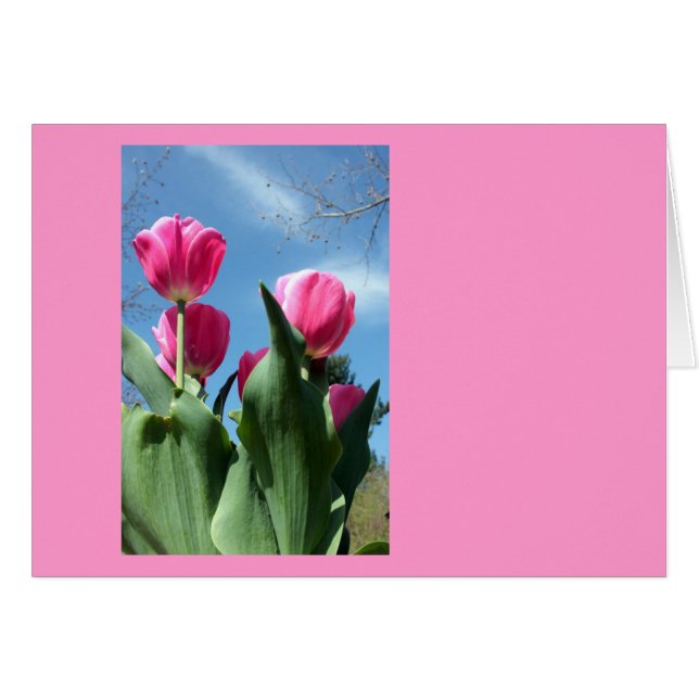 Tulipes (Devant horizontal)