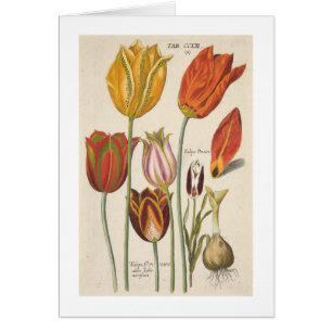 Tulipes