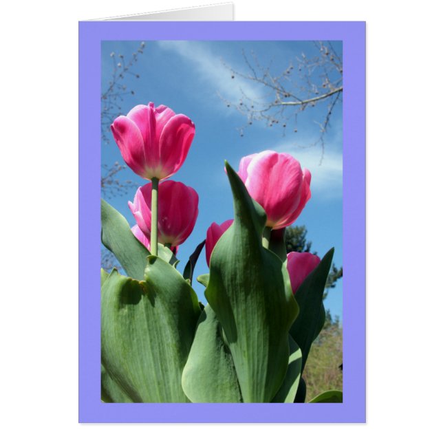 Tulipes (Devant)