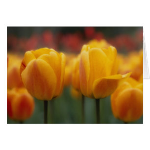 Tulipes 2