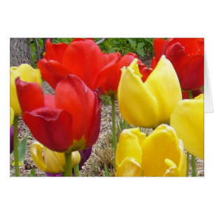 Tulipes à la carte du jardin