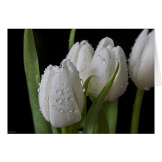 Tulipes à pointe blanche