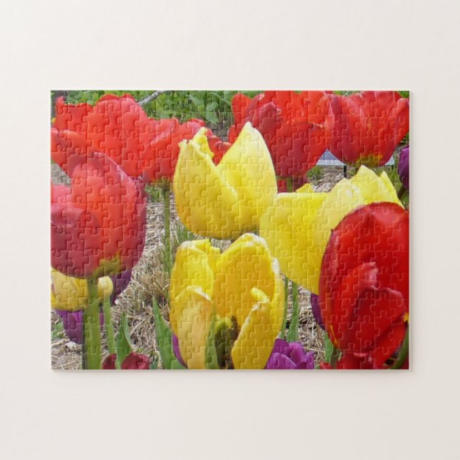 Tulipes au Puzzle du jardin (Horizontal)