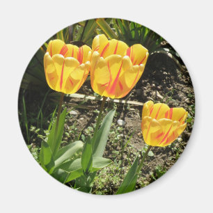 Tulipes au soleil Magnet