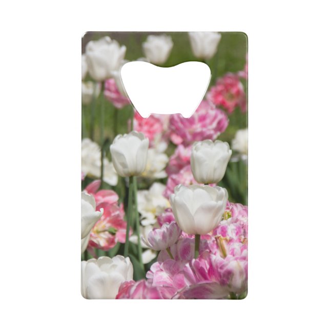 Tulipes blanches et roses brillantes par jour enso (Devant)