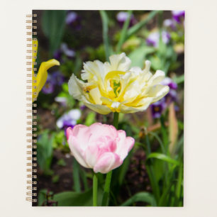 Tulipes blanches, roses et jaunes dans le jardin