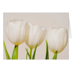Tulipes blanches sur fond blanc,