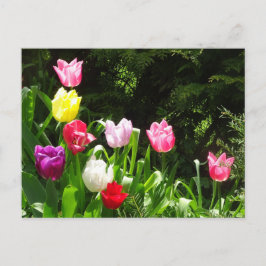 Tulipes colorées DO-IT-YOURSELF carte postale