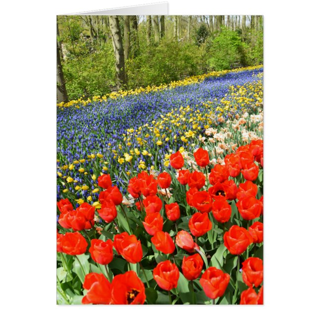 Tulipes dans les bois (Devant)